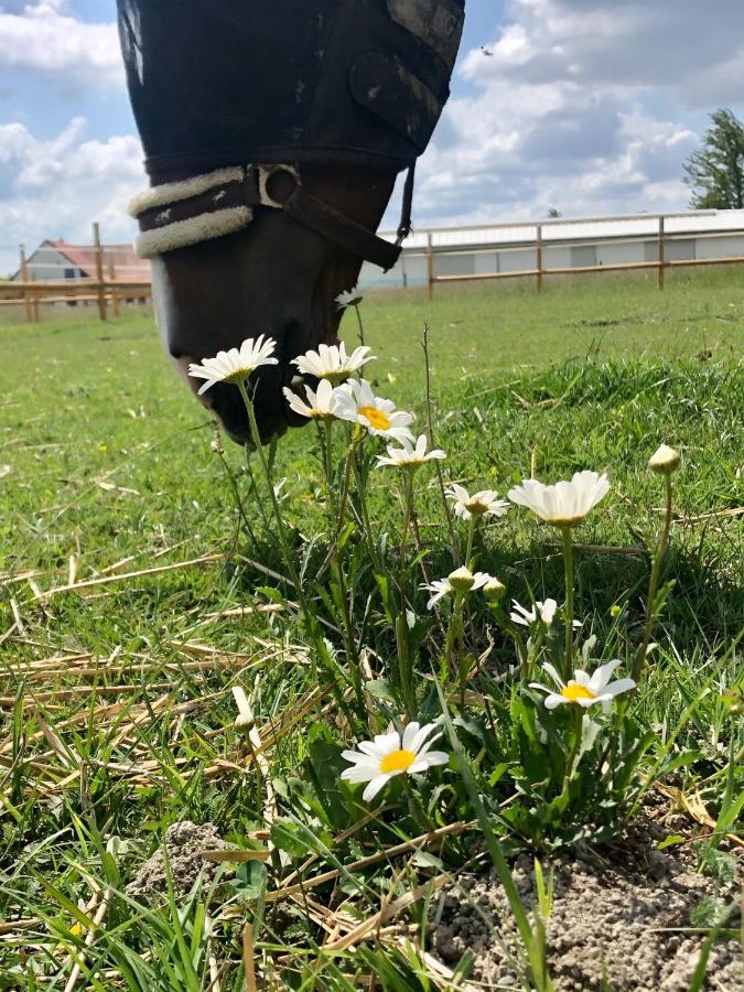 Nagybajcsi Lovaspark Es Otthon Vendeghaz Eksteriør billede